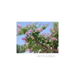 長沙市植物提取物批發 植物提取物供應 植物提取物廠家 