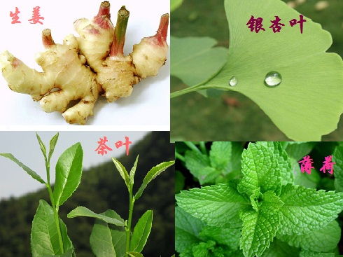 植物提取物引領綠色化妝品的發展