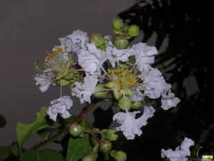 優質白薇提取物 上海康汀生物供應10:1高純度庫存